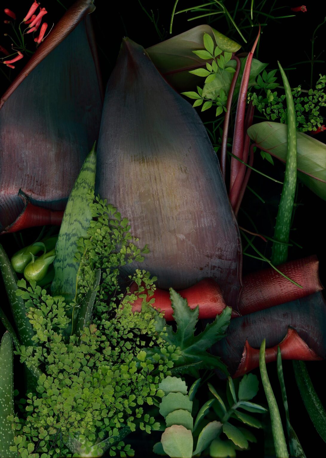 Jardim 8 - Luzia Simons 