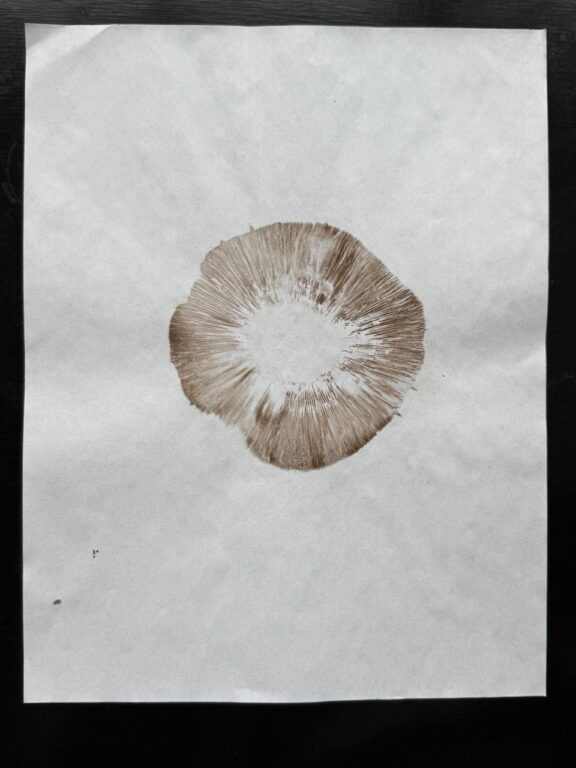 MATERIAL NATURE - Danja Akulin, Peter Neusser Klaus Weber, Sporeprint, 2002, Sporenabdruck vom Trottoir-Champignon (agaricus bitorquis).