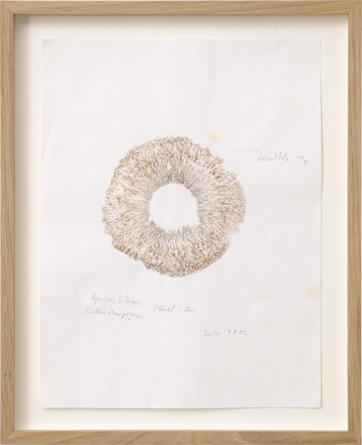 Trottoir Champignon, Albrechtstr. 16 (Berlin) - Klaus Weber 