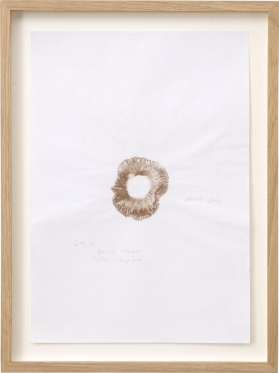 Trottoir Champignon, Abbestr. 012 - Klaus Weber 