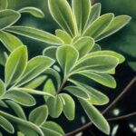 ohne Titel. &Ouml;l auf Leinwand. 50 x 40cm