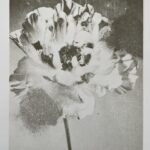 A3