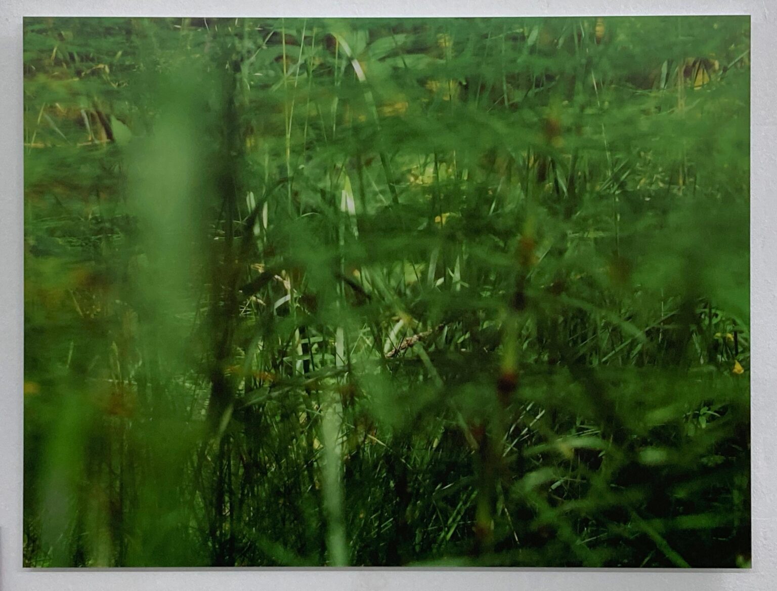 Grass Strokes - Caroline Krause Caroline Krause, Caroline Krause