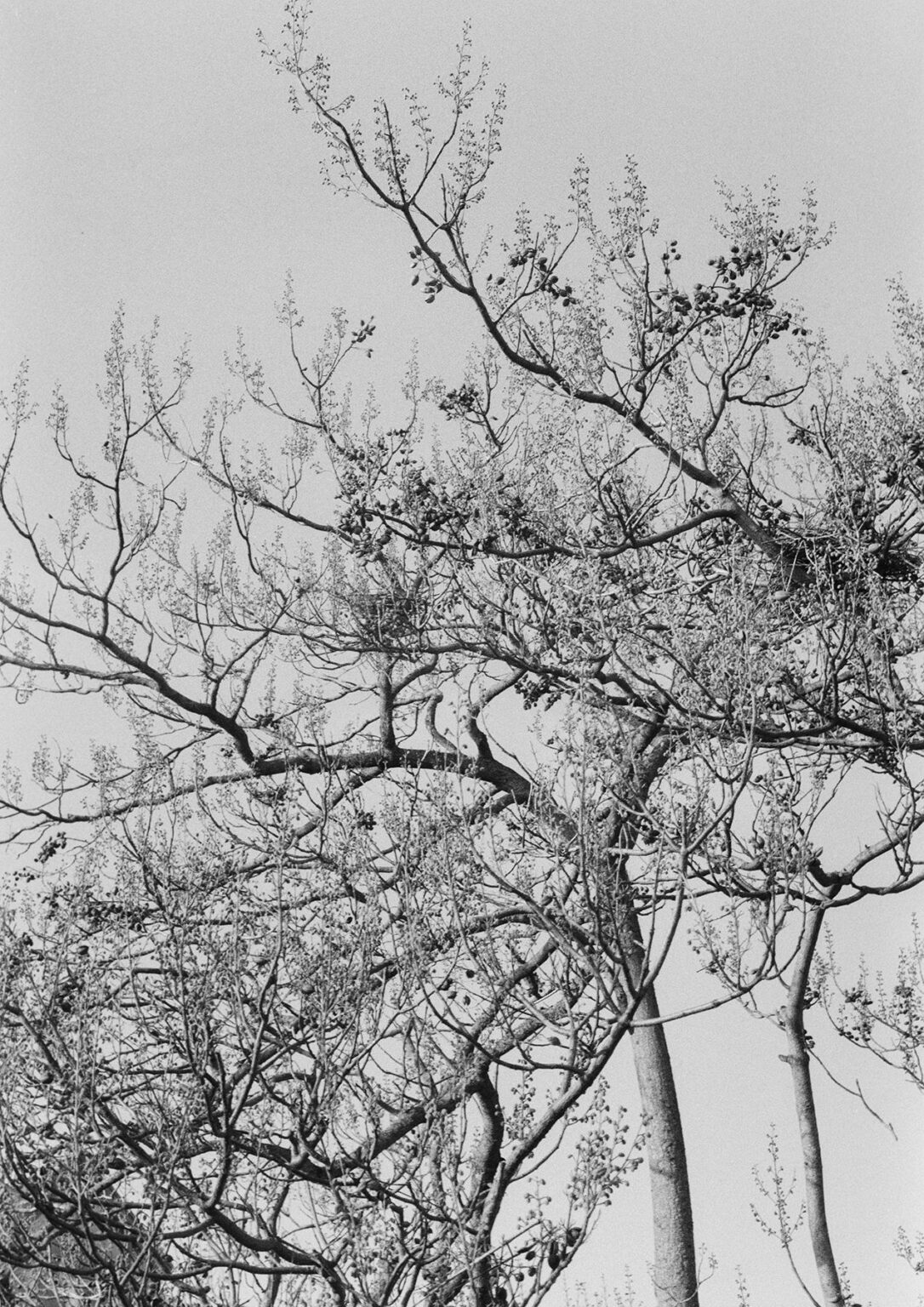 Tree - Julia Smirnova Julia Smirnova, Julia Smirnova