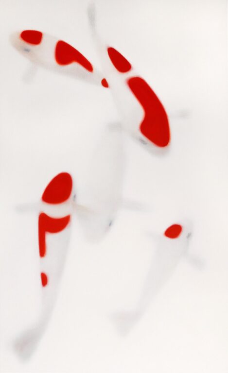 Koi – K.h. - Jörn Grothkopp 