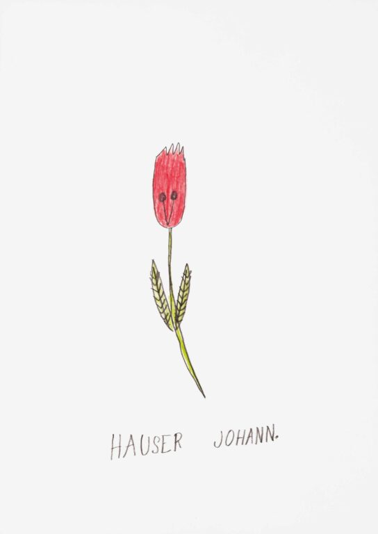 Tulpe - Johann Hauser 