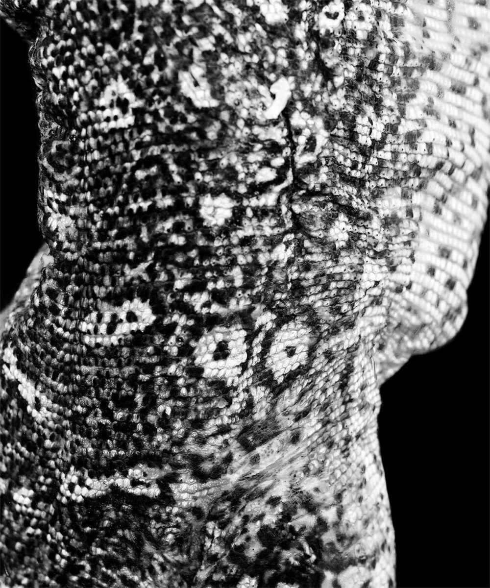 invited NADJA BOURNONVILLE with VARANUS GOULDII - Sara-Lena Maierhofer 