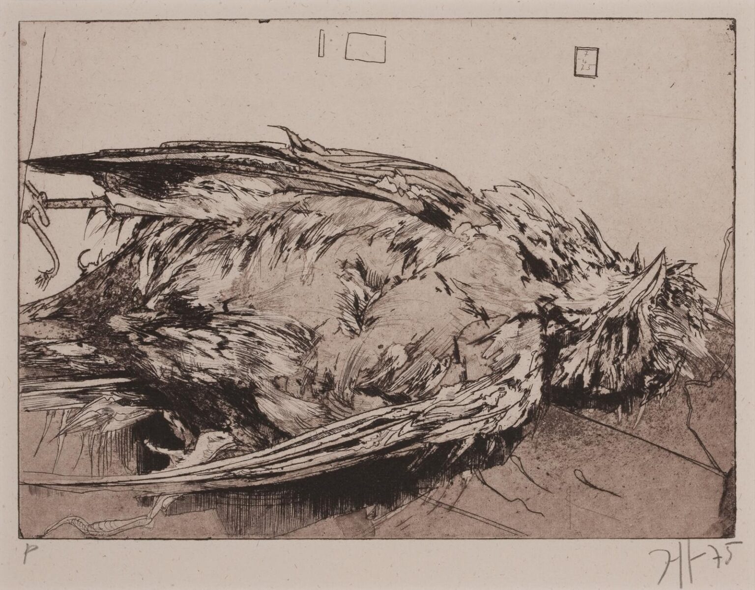 Toter Vogel / 7.4.75 - Horst Janssen 