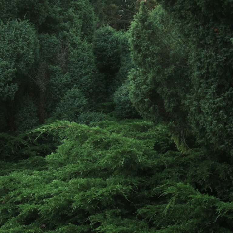 untitled (deep green) 