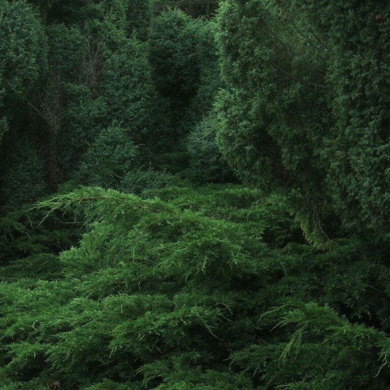 untitled (deep green) 