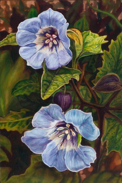 Nicandra A Oleandra - Dimitris Tzamouranis Lea Gryze