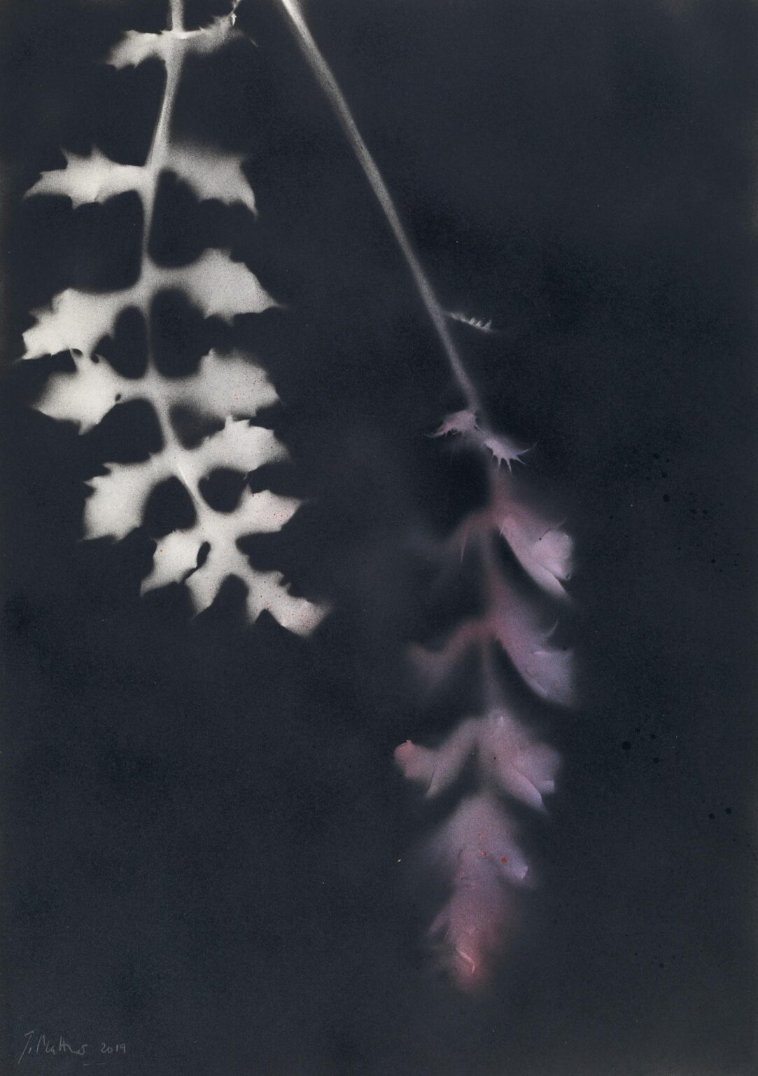 Akanthus und Bl&uuml;te - Jakob Mattner Lea Gryze