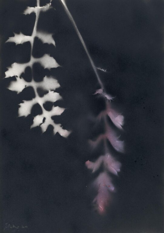 Akanthus und Blüte - Jakob Mattner Lea Gryze