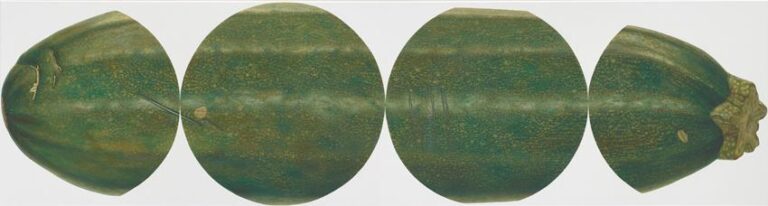 Zucchini - René Wirths Eric Tschernow, Ekta-Hinweis: Tiff, Import: jpg, file size: medium (228 x 850 px)