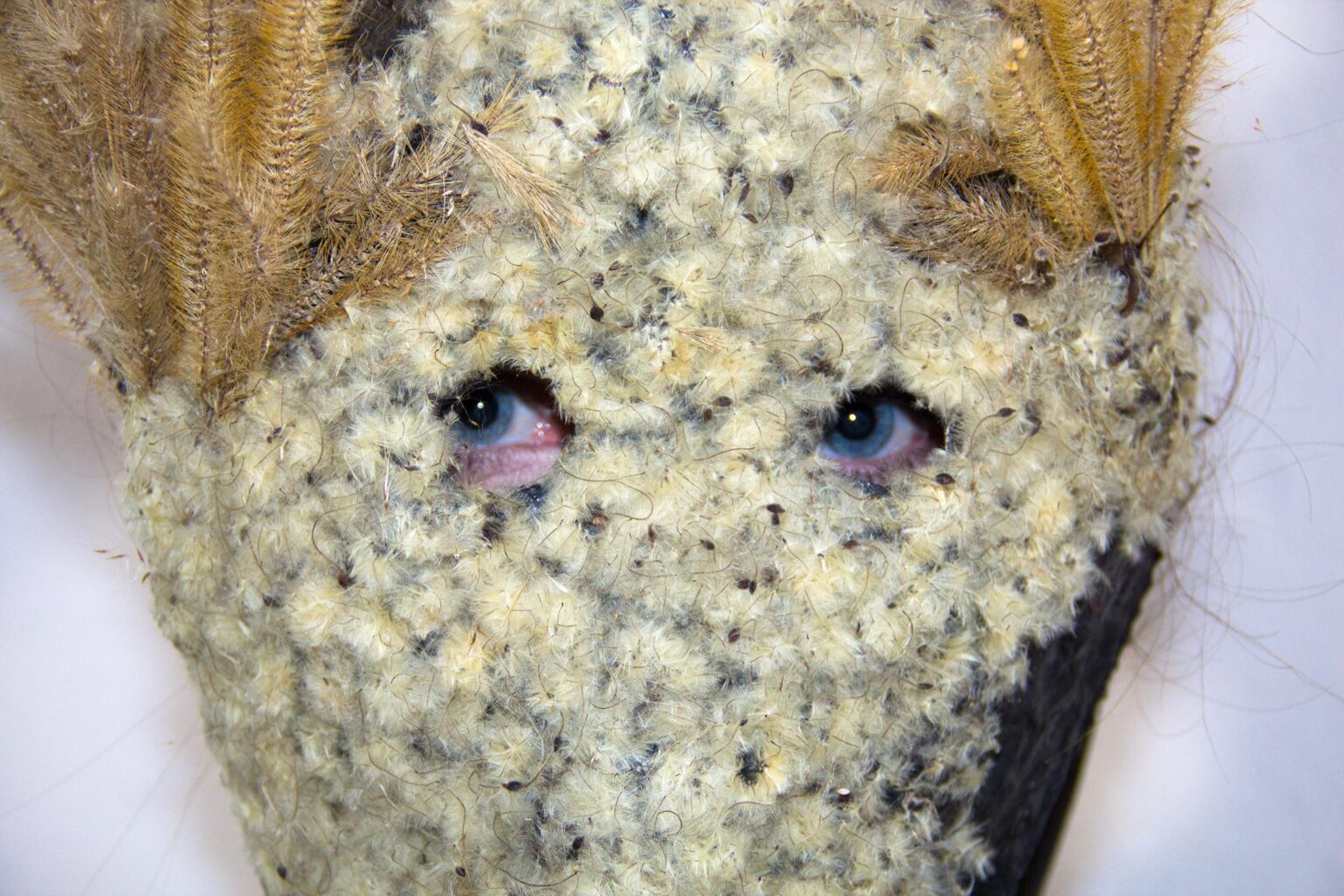 The Sacred Singer - Azzurra De Gregorio 