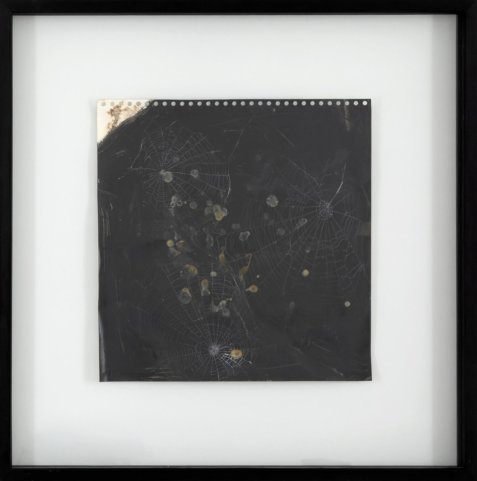 Ohne Titel (aus der Serie Spinnwebenbilder) - Christian Eisenberger 