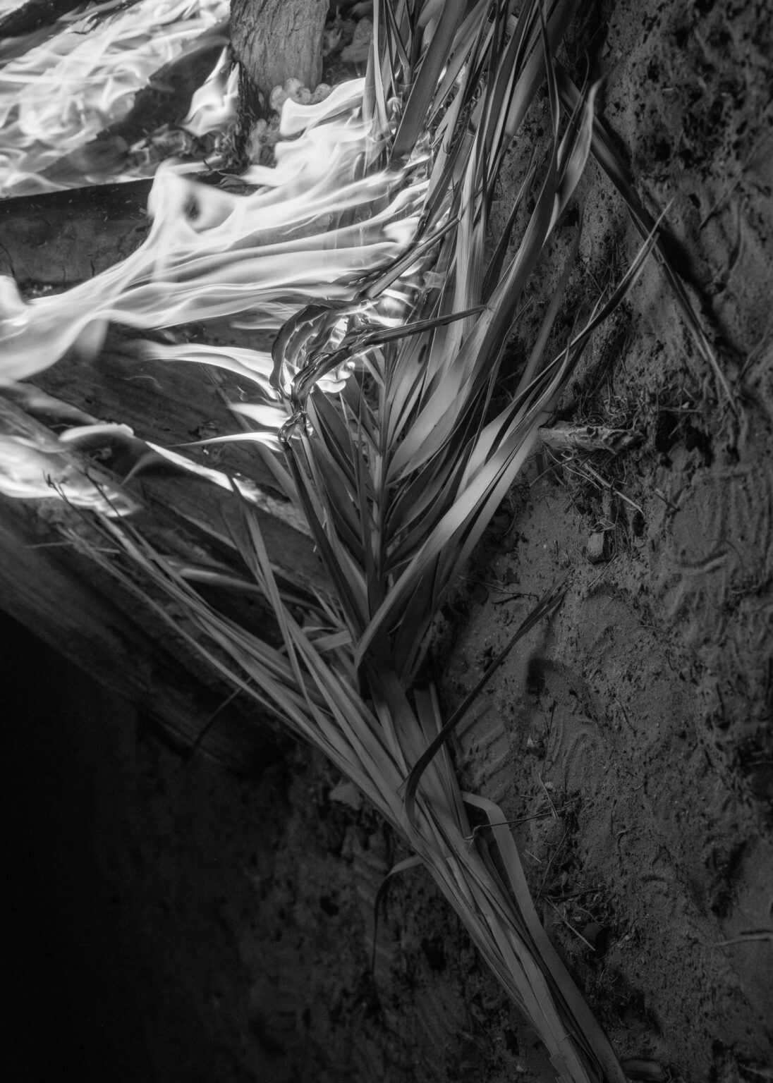 Burning Palm - Farah Al Qasimi 