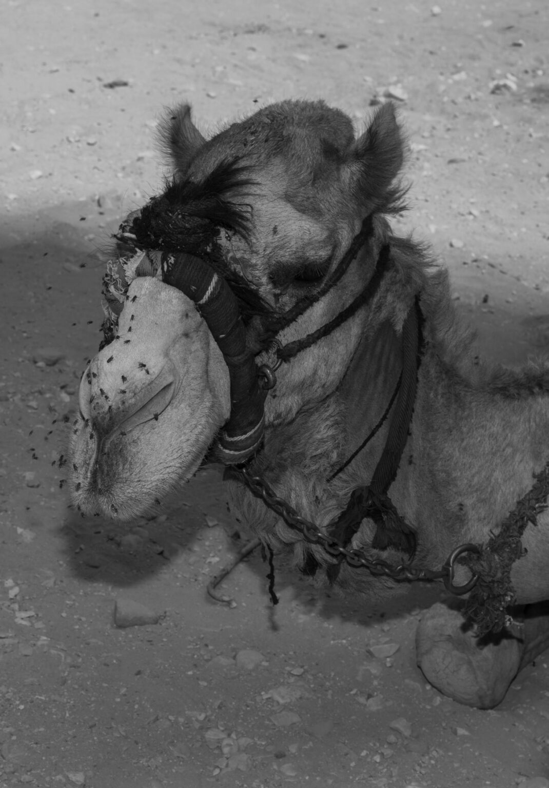 Flies on Camel - Farah Al Qasimi 