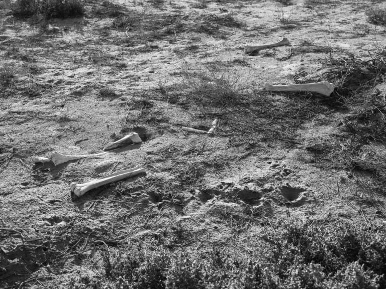 Camel Bones - Farah Al Qasimi 