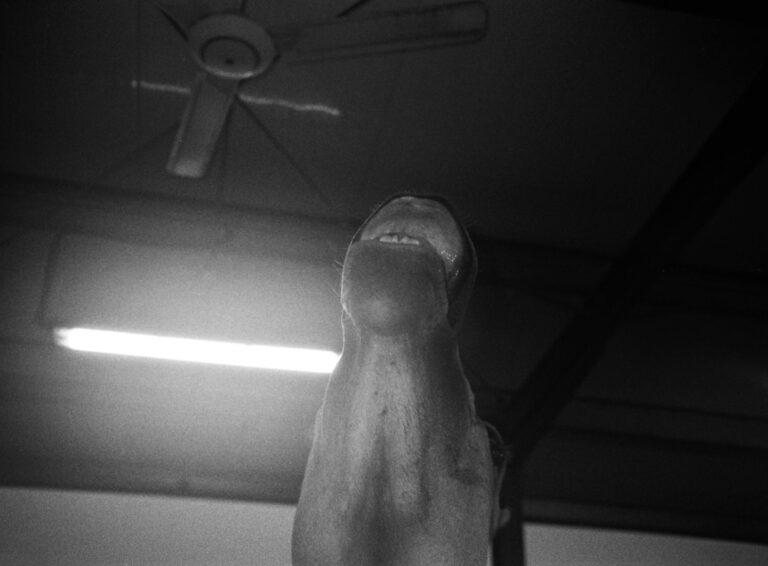 Horse Bucking Teeth - Farah Al Qasimi 