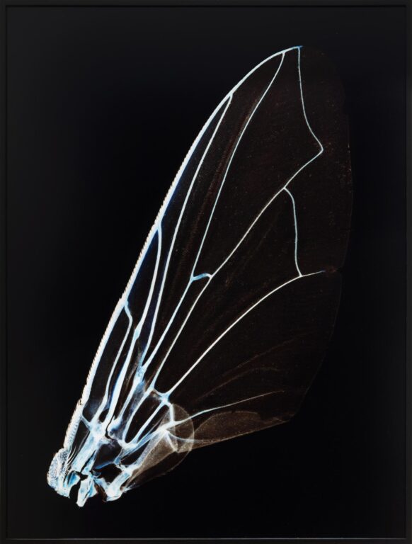 Learning To Fly #3 - Angelika Krinzinger 