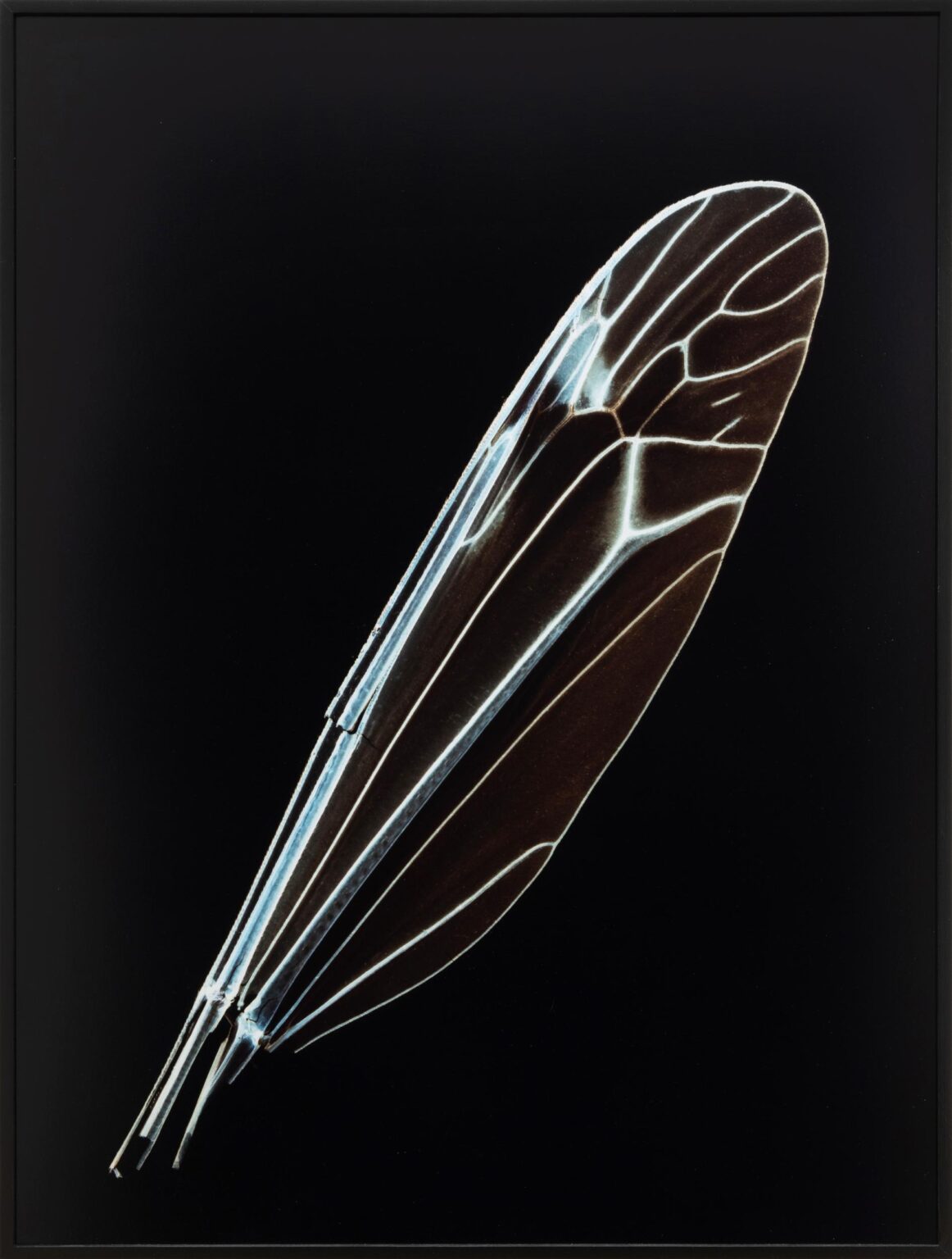 Learning To Fly #5 - Angelika Krinzinger 