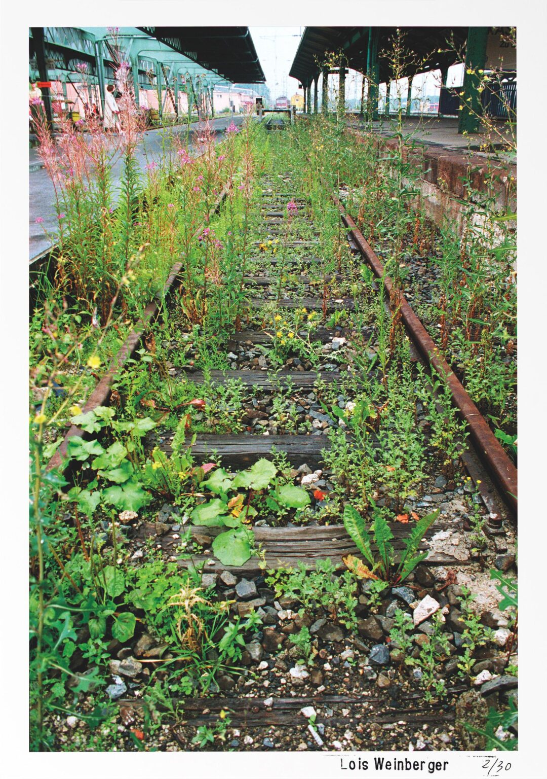 Das &uuml;ber Pflanzen ist eins mit ihnen, documenta X (Bahngleis bepflanzt mit Neophyten aus S&uuml;d-und S&uuml;dosteuropa) - Lois Weinberger 