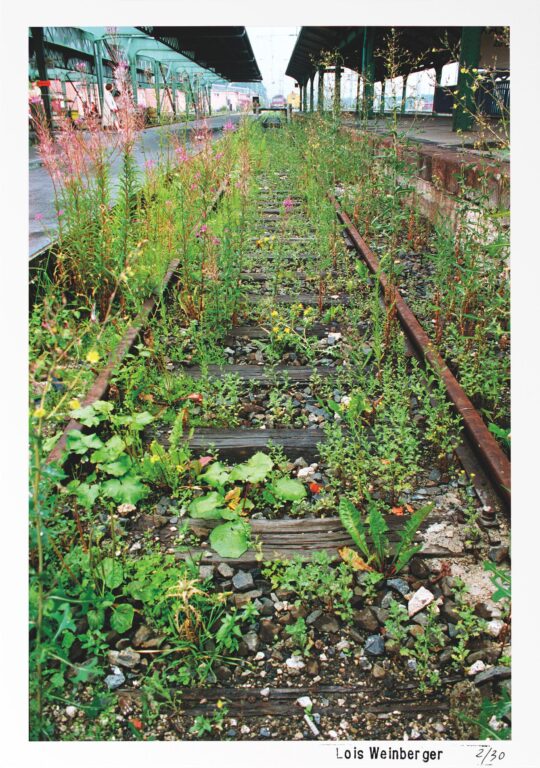 Das über Pflanzen ist eins mit ihnen, documenta X (Bahngleis bepflanzt mit Neophyten aus Süd-und Südosteuropa) - Lois Weinberger 