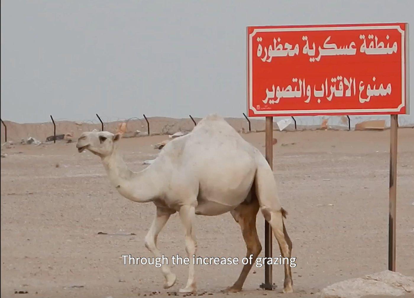 The Desert Was Beautiful - Saphiya Abu Al-Maati, Aseel Alyaqoub, Yousef Awaad Hussein 