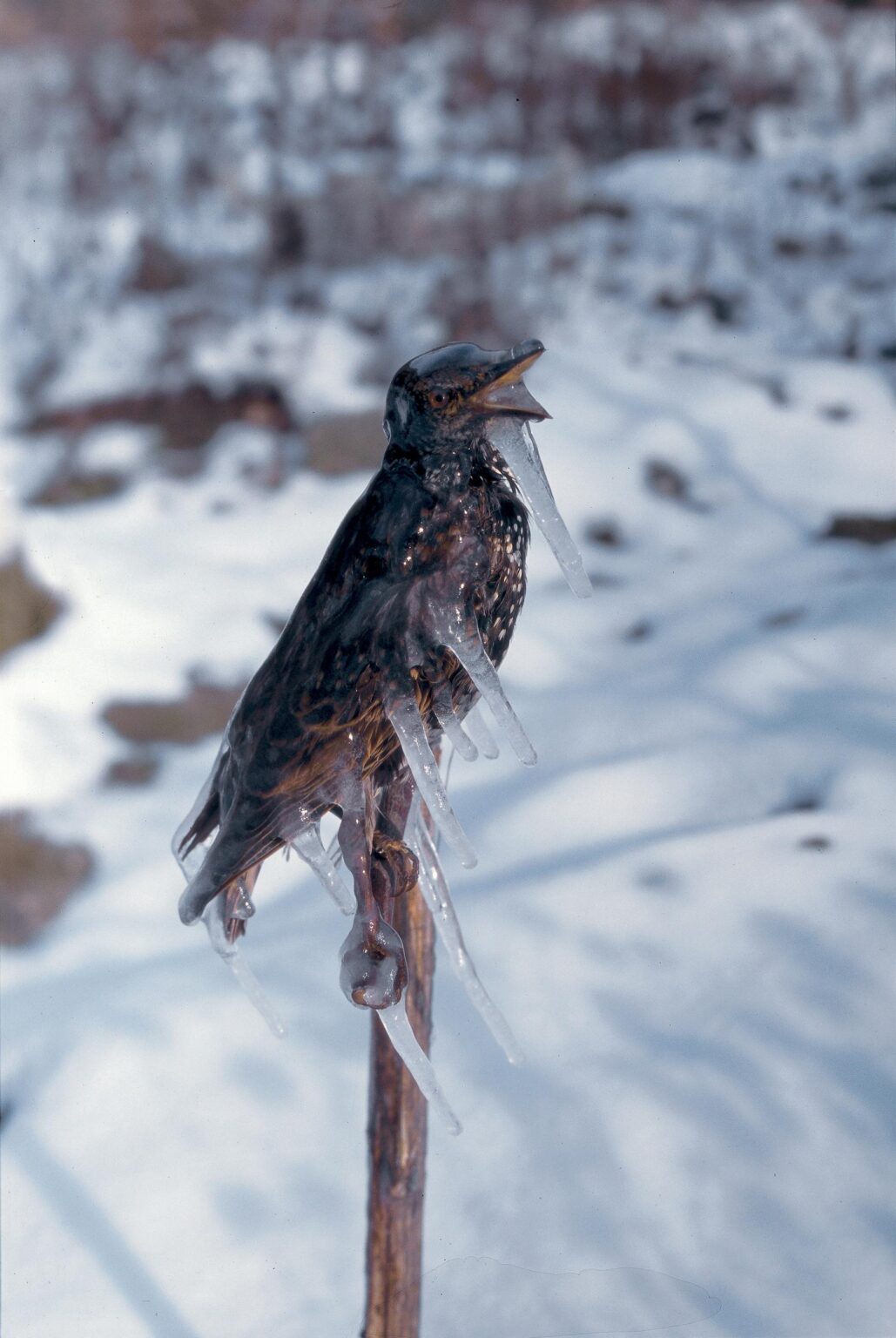 Frozen Starling - Lois Weinberger 