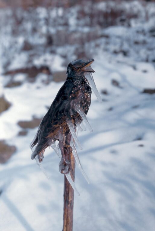 Frozen Starling - Lois Weinberger 