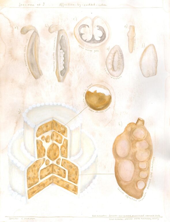 Specimen no.9 Affection by Contact Cake - Bianca Kennedy 