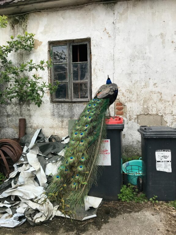 Pfau (aus der Serie „Sekundäre Wildniss“) - Iris Andraschek 