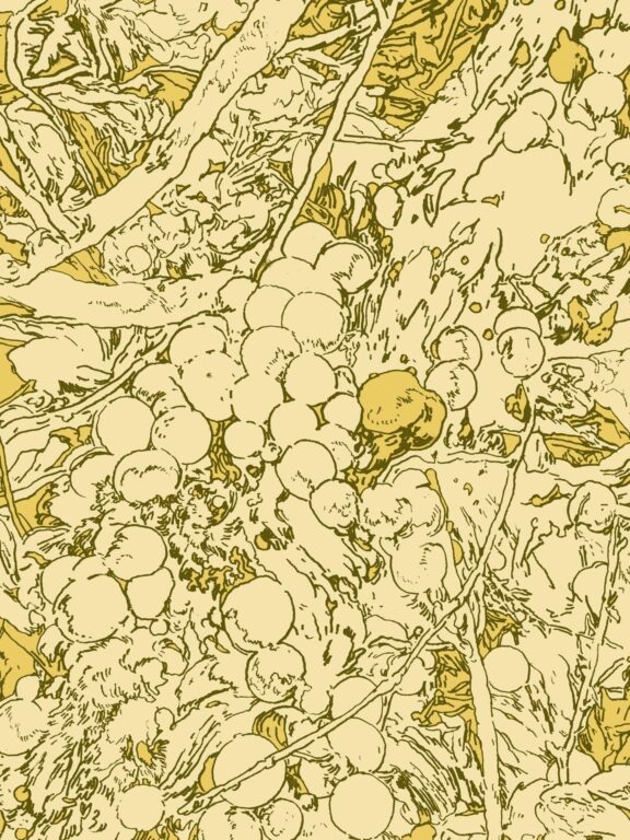 Pilzkugeln (Zoom) - Simon Goritschnig 