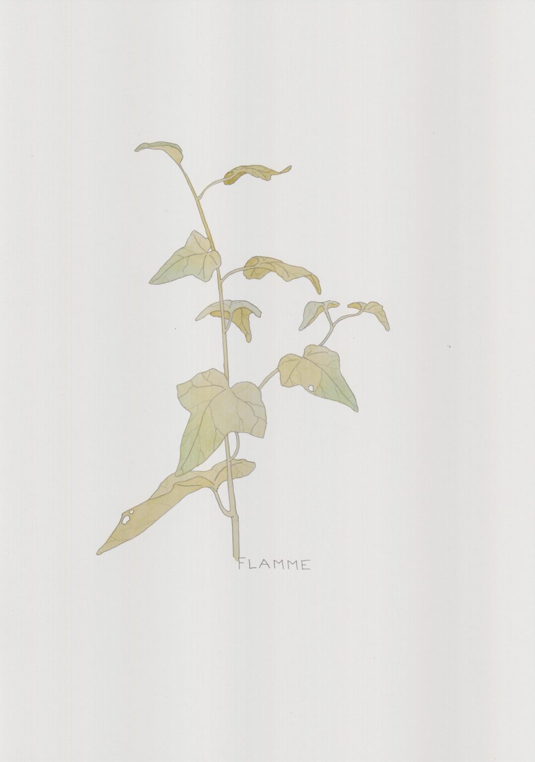 Efeu - Alfredo Barsuglia 