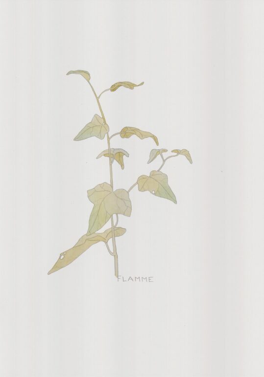 Efeu - Alfredo Barsuglia 