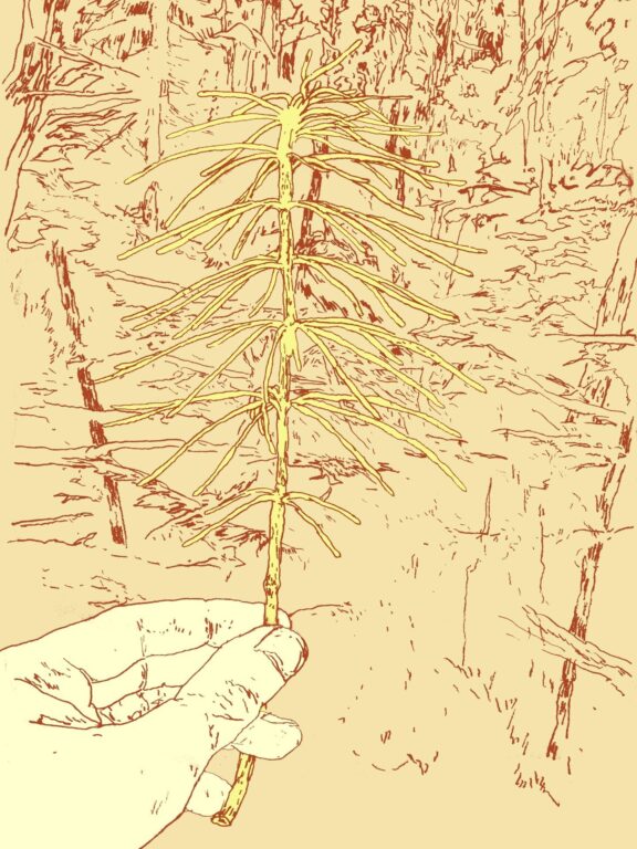 Schachtelhalm - Simon Goritschnig 