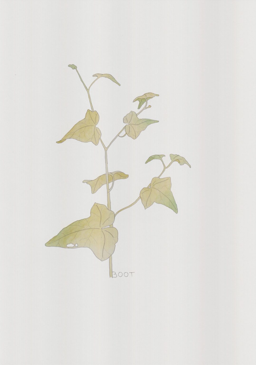 Efeu - Alfredo Barsuglia 