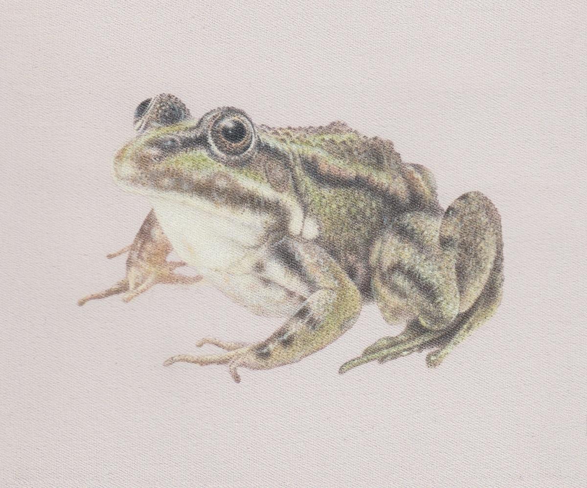 Frosch - Alfredo Barsuglia 