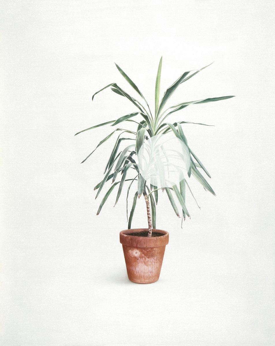 Juni - Alfredo Barsuglia 