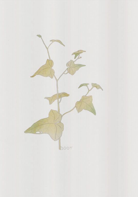 Efeu (Boot) - Alfredo Barsuglia 