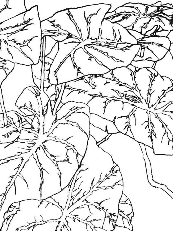 Buntnessel (Zoom) - Simon Goritschnig 