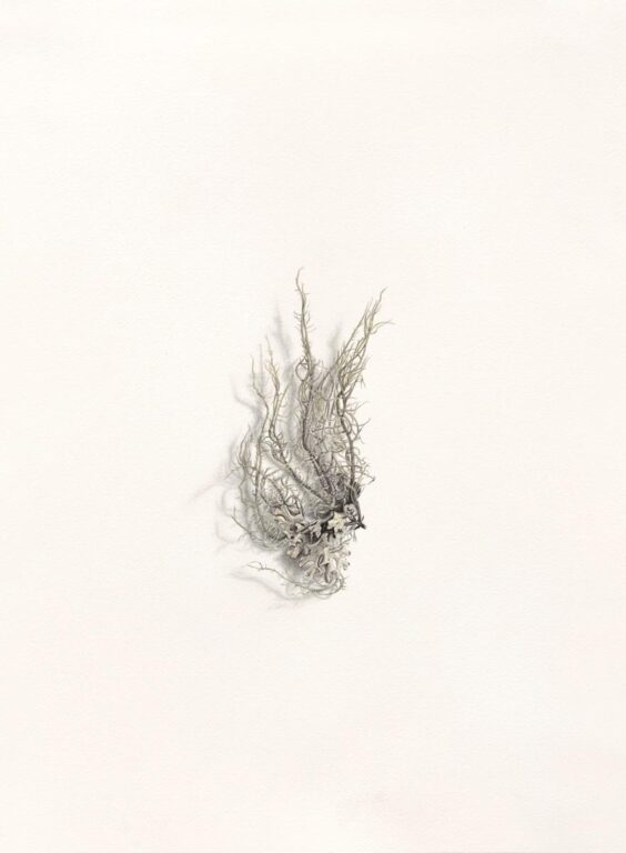 Flechte - Alexandra Kontriner 