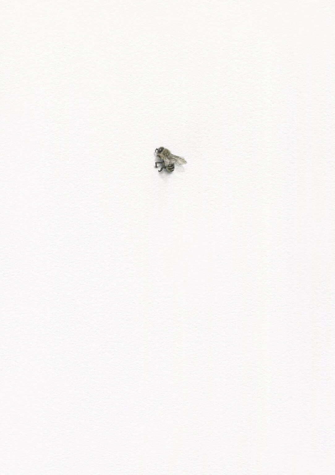 Honigbiene 2 - Alexandra Kontriner 