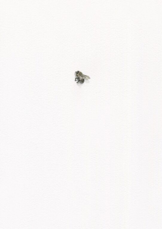 Honigbiene 2 - Alexandra Kontriner 