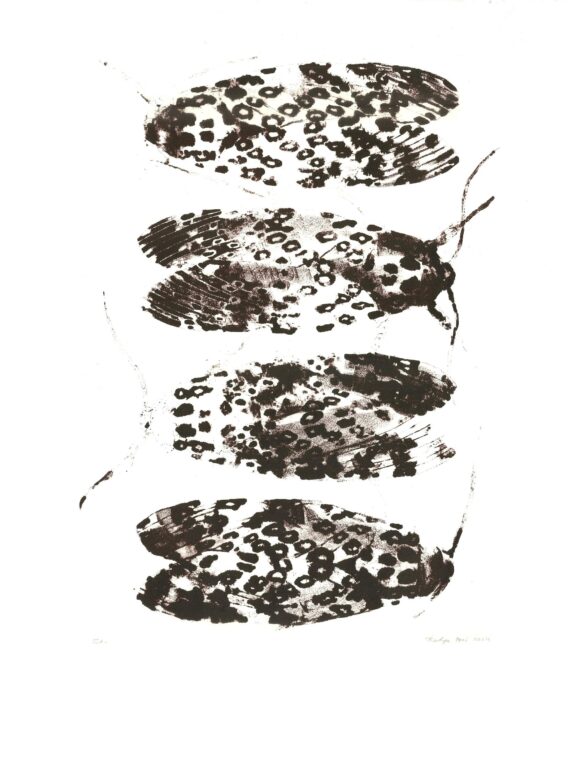 Leopard moth - Katya Frei 