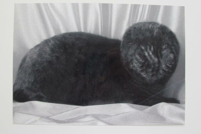 Katze ohne Kopf - Beni Bischof 