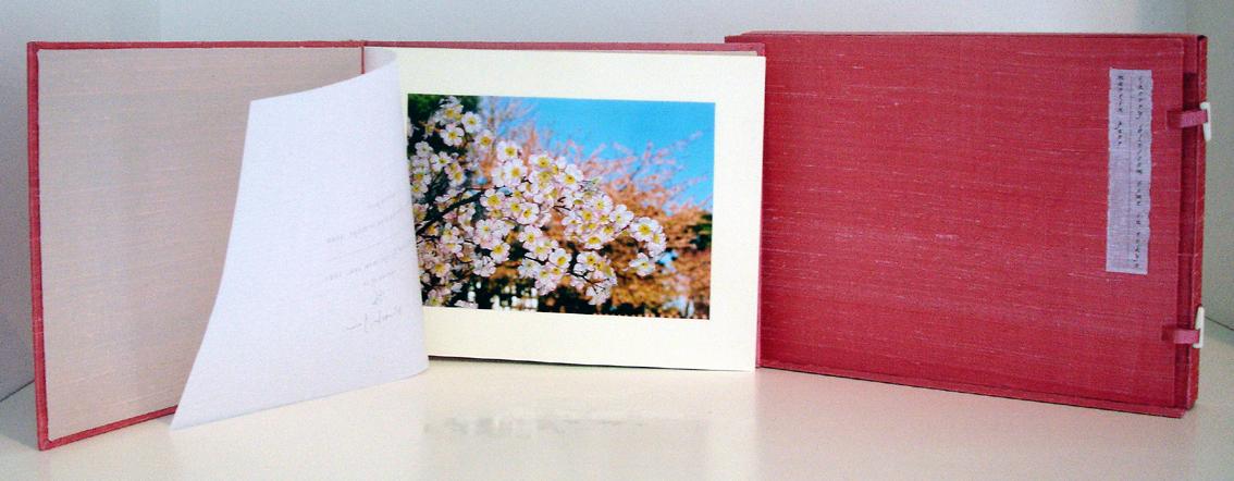 Cherry Blossom - Martin Parr 