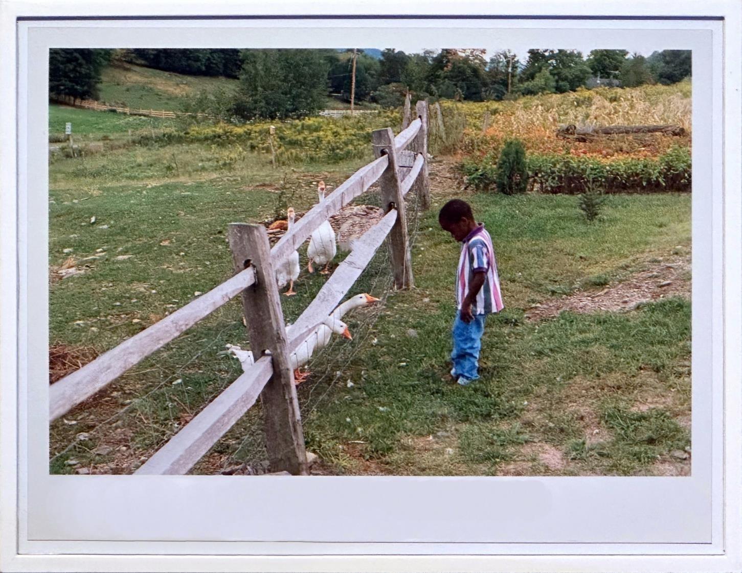 Geese &ndash; Boy - Wolfgang Tillmans 