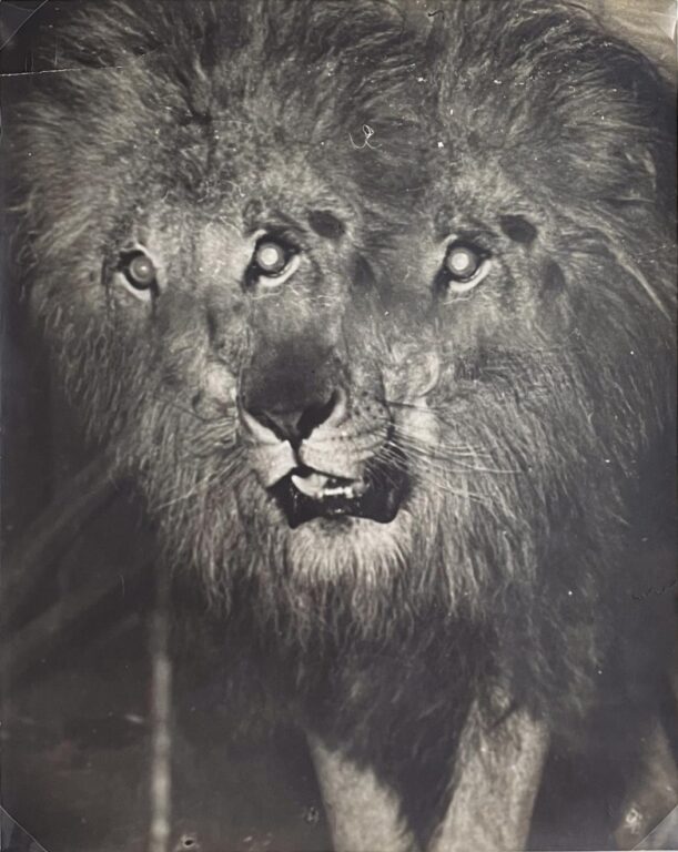 Lion with three eyes - (Arthur Fellig) Weegee 
